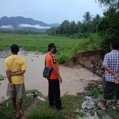 Petani Bongopini Terancam Gagal Panen Akibat Tanggul Jebol