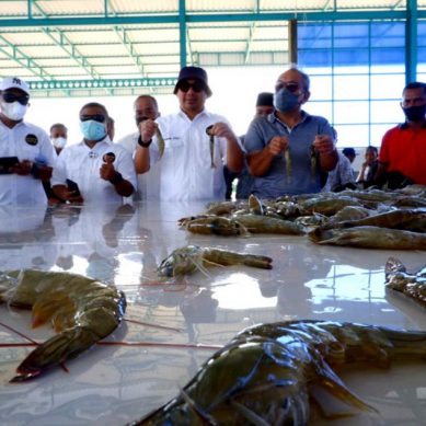 Gerakan Budidaya Udang Vaname, Bupati Bonebol Ke Parimo