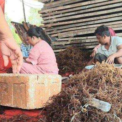 Pemdes Katialada Kembangkan Budidaya Rumput Laut