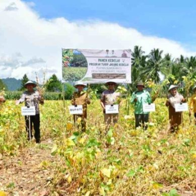 Motivasi Semangat Petani, Bupati Pohuwato Panen Kedelai Di Taluditi