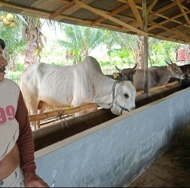 Patut Diapresiasi, Peternak Sapi Binaan Pani Gold Project  Menyediakan Kebutuhan Hewan Kurban