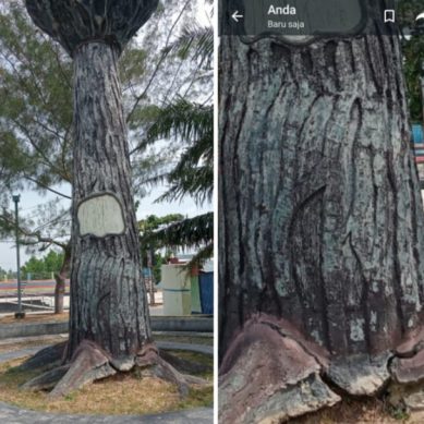 Hindari Kecelakaan, LAI Ingatkan Pemkab Terkait Tugu Pohon Yang Akan Ambruk