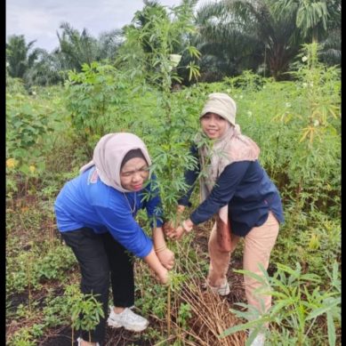 Dilahannya Wilayah Pontianak Kalimantan, PT King Putra Teratai Panen Kenaf 