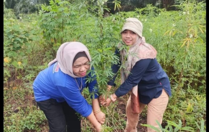 Dilahannya Wilayah Pontianak Kalimantan, PT King Putra Teratai Panen Kenaf 