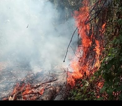 Hutan Lindung Trans Sulawesi Marisa Terbakar