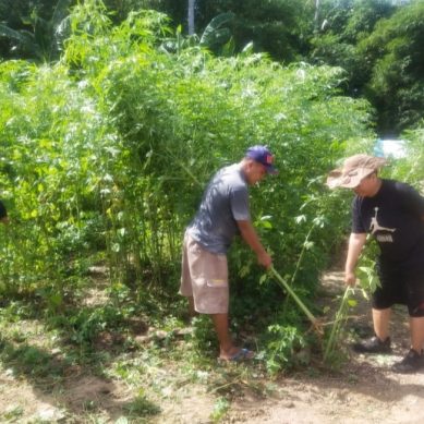 Petani Pohuwato Mulai Panen Tanaman Industri Kenaf