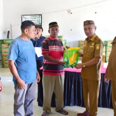 Bupati Saipul Mbuinga Bantu Benih Jagung Kepada Petani Dengilo