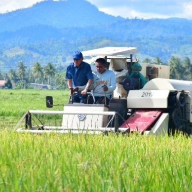 Panen, Petani Sawah Berucap Rasa Syukur Dan Terima Kasih Ke Bupati Saipul Mbuinga