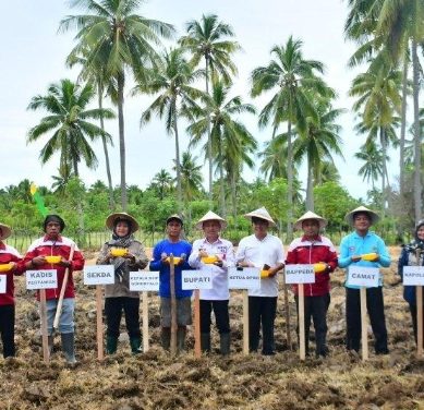 Bupati Saipul Mbuinga Dorong Petani Tanam Padi Gogo