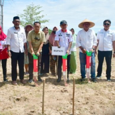 Penanaman  Padi Gogo Kembali Di Laksanakan Di Paguat