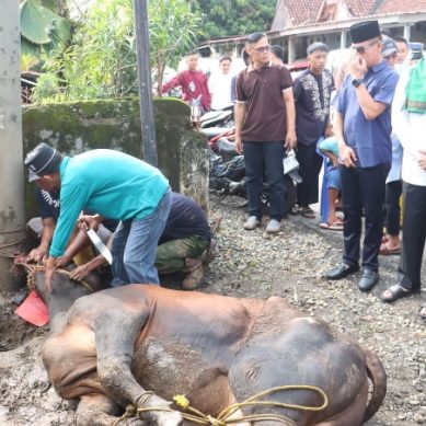 Polres Lahat Polda Sumsel Qurban 10 Ekor Sapi dan 23 Ekor Kambing 