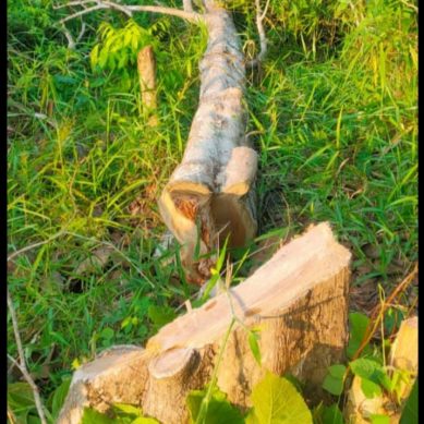Diduga Tiga Orang Oknum Perkerja PT. PE Lakukan Perusakan Lahan dengan Menebang Pohon Jati Tampah Izin Pemilik