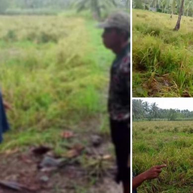 Kegagalan Panen Musim Tanam April 2024, Bukti Tidak Optimalnya Kinerja Dinas Pertanian Pohuwato