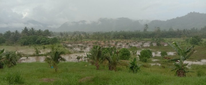 Hujan Mengguyur, 20 Ha Lahan Di Desa Tirto Asri Terendam