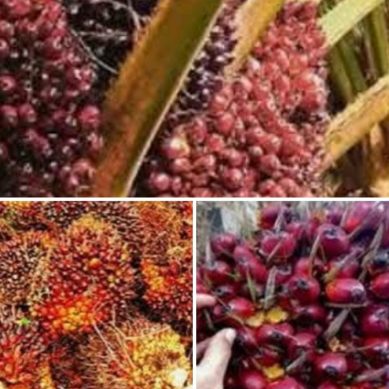 Petani Plasma Desa Puncak Jaya Sesalkan Aksi Pemalangan Akses Jalan Menuju PKS Popayato