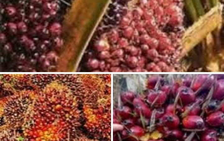 Petani Plasma Desa Puncak Jaya Sesalkan Aksi Pemalangan Akses Jalan Menuju PKS Popayato