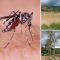KLB Malaria, Tokmas Taluditi Minta Warga Penambang Waspadai Serangan Malaria