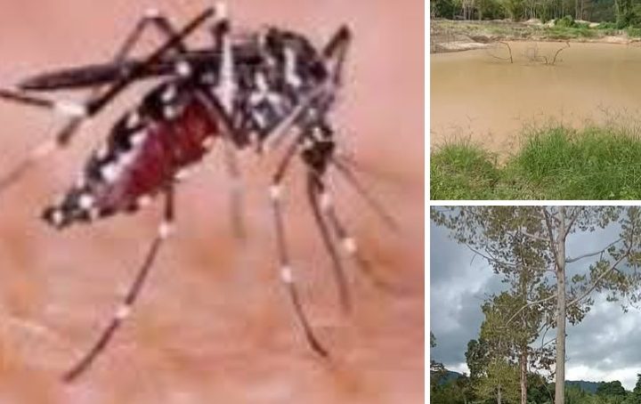 KLB Malaria, Tokmas Taluditi Minta Warga Penambang Waspadai Serangan Malaria