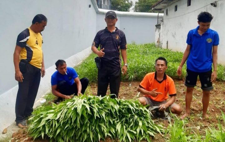 Warga Binaan Rutan Sampang Geluti Sektor Pertanian