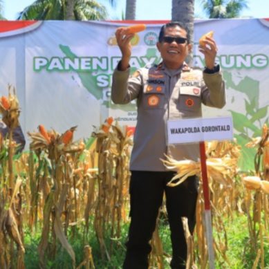 Sinergi Polri Dan Petani, Wakapolda Gorontalo Hadiri Panen Raya Jagung