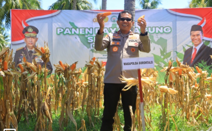 Sinergi Polri Dan Petani, Wakapolda Gorontalo Hadiri Panen Raya Jagung
