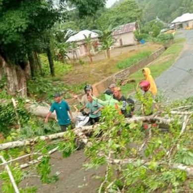 Diterpa Angin Kencang, Pohon Tumbang di Gorut Merusak Jaringan Listrik PLN.