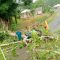 Diterpa Angin Kencang, Pohon Tumbang di Gorut Merusak Jaringan Listrik PLN.
