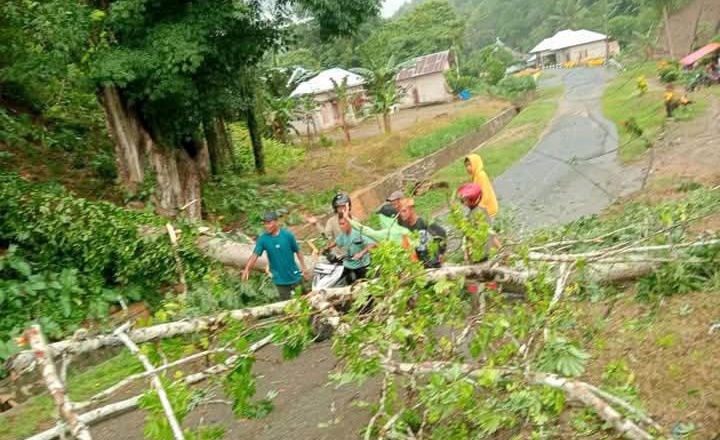Diterpa Angin Kencang, Pohon Tumbang di Gorut Merusak Jaringan Listrik PLN.