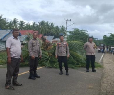 Cuaca Ekstrim, Pohon Kelapa Di Ruas Jalan Desa Iloheluma Tumbang.