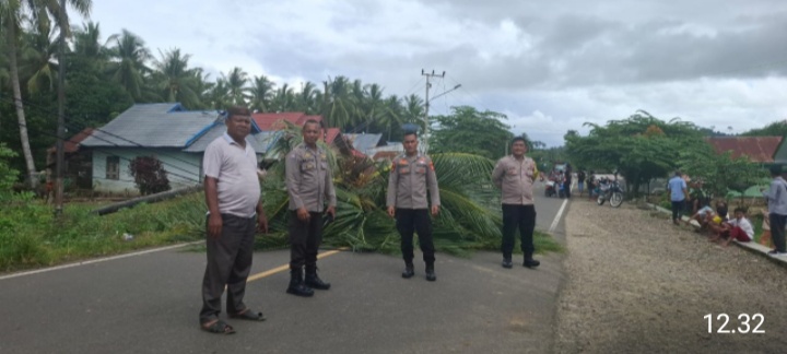Cuaca Ekstrim, Pohon Kelapa Di Ruas Jalan Desa Iloheluma Tumbang.