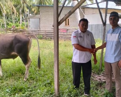PT LIL Bantu Hewan Qurban Untuk Pemkab Pohuwato 