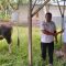 PT LIL Bantu Hewan Qurban Untuk Pemkab Pohuwato 