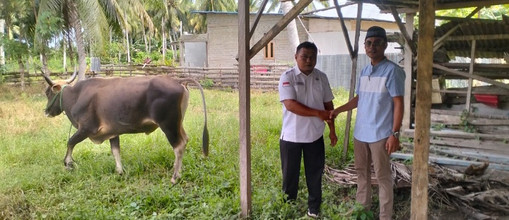 PT LIL Bantu Hewan Qurban Untuk Pemkab Pohuwato