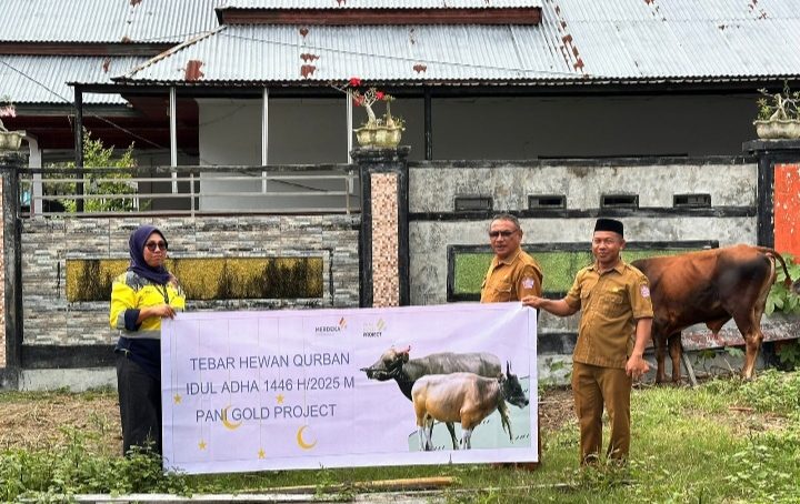 Tebar Hewan Qurban, PGP Bagikan 26 Ekor Sapi Pada Hari Raya Idul Adha 1446 H.