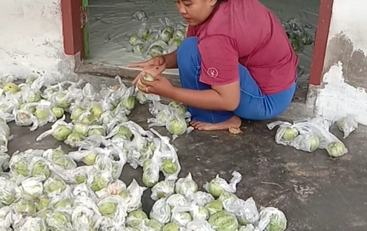 Pasar Jambu Kristal Desa Sumber Agung Tembus Manado.