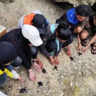 Momentum 17 Agustus, Mapala Belantara Lepas Puluhan Anak Penyu