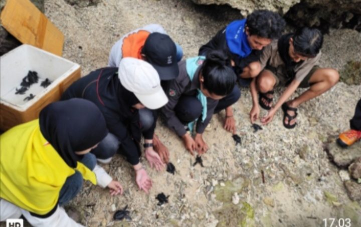 Momentum 17 Agustus, Mapala Belantara Lepas Puluhan Anak Penyu