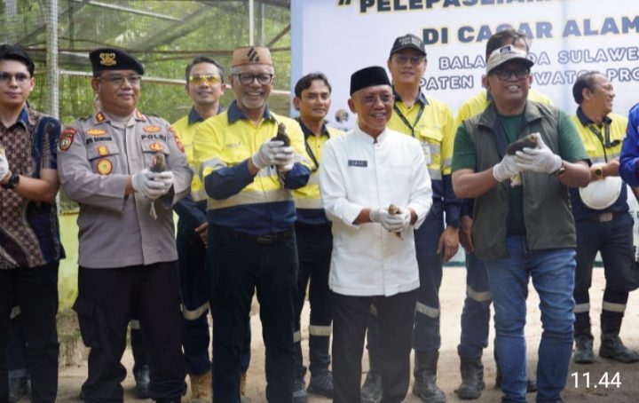 Aktif Dalam Upaya Konservasi, PT MGR Melepas  7 Ekor Burung Maleo Ke Habitat Alaminya