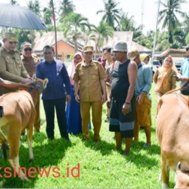Bupati Saipul Mbuinga Serahkan Bantuan Sapi kepada Kelompok Ternak
