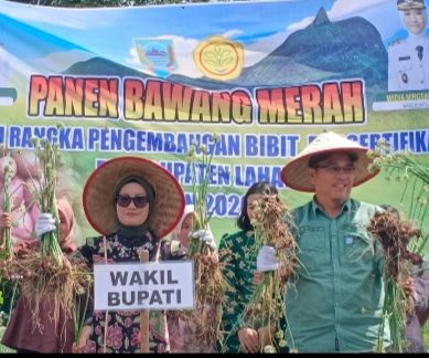 Miliki Nilai Jual Tinggi Wabup Lahat Panen Perdana Bawang Merah Brebes