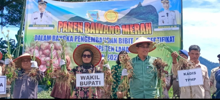 Miliki Nilai Jual Tinggi Wabup Lahat Panen Perdana Bawang Merah Brebes