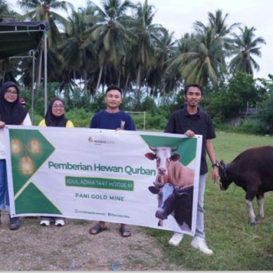Pani Gold Mine Salurkan 43 Sapi Qurban di Pohuwato dan Gorontalo