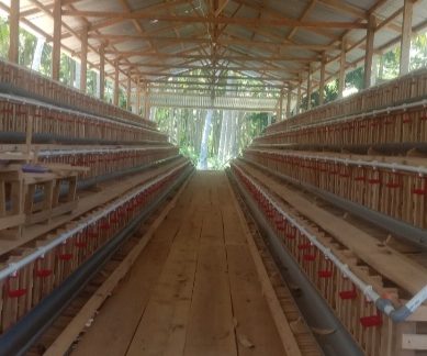 Inspektorat Daerah Pohuwato Seriusi Dugaan Penyimpangan Pengadaan Kandang Dan Bibit Ayam Desa Molosifat Utara