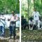 Delapan Anakan Burung Maleo Kembali Dilepas ke Habitat Alami